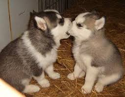 Kittens And Puppies Kissing Kittens And Puppies Kissing