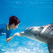 dolph discovery-cove