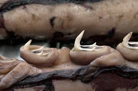 Colossal squid tentacles (2nd