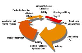 calcium cycle