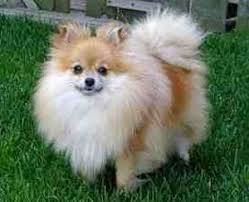 Pomeranian