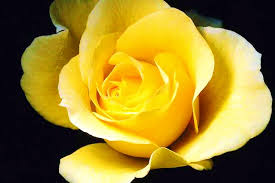 pictures yellow roses