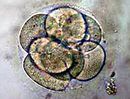 See full size image