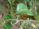 <b>Uncaria</b>