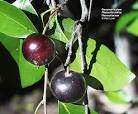 <b>Flacourtiaceae</b>
