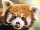 Ridiculous Red Panda Cubs - ZooBorns