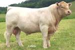 Bovine Elite - WIA Mantracker 150 PLD