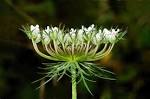 (<b>Daucus carota</b>)