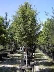 Tree land Nursery - Dallas, Texas - LIVE OAK Tree