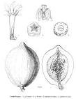 <b>Caricaceae</b> Dum.