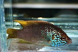 Image result for Rubricatochromis Sp. Guinea 1 S/m