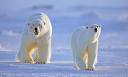 The end of (TV) natural history? FROZEN PLANET review | Charlie ...