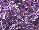 <b>Tradescantia</b> pallida
