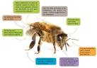Les abeilles pronunciation