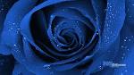 Rose Wallpaper | HD Wallpapers Plus