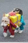 Image result for funniest dog costume