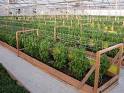The Benefits of Having an Organic Garden | Greene Acres Community ...