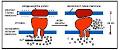 Muscle - Biology Encyclopedia - cells, body, function, human ...