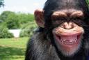 scimpanzé pronunciation