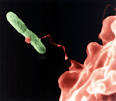Legionella Topic Home | CDC Legionella