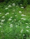 <b>Daucus carota</b>(carrot)