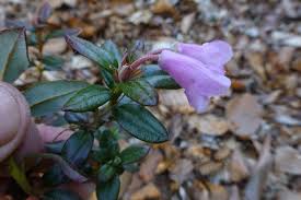 Image result for "Rhododendron pumilum"