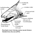 Palaeos Vertebrates Osteichthyes: Osteichthyes