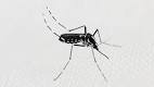 Woman staying at West Coast Road dies from dengue - Channel NewsAsia
