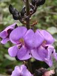 File:<b>Dioclea</b> grandiflora.jpg