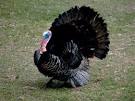 Photo: A wild <b>turkey</b>