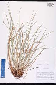 Image result for Carex superata