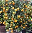 Best Kumquat (Cumquat) Trees for Your Location | Grow Citrus: All ...