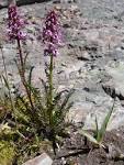 File:<b>Pedicularis</b> groenlandica