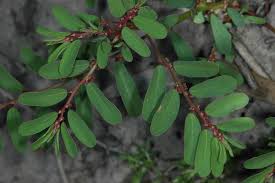 Image result for Phyllanthus lacunarius