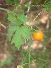 Ibervillea lindheimeri