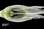 <b>Elaeocarpaceae</b>