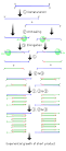 <b>Polymerase chain reaction</b>
