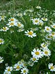 <b>Anthemis</b> arvensis, Somerset