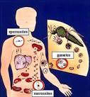 from <b>malaria</b> the parasite