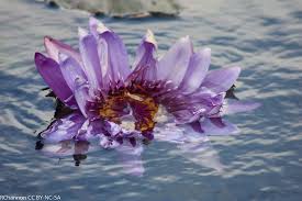 Image result for Nymphaea ( Biltmore )