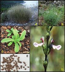 Image result for "Stachys istanbulensis"