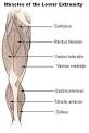 Muscles of the <b>Lower Extremity</b>
