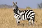 zebra pronunciation