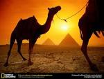 Camels and Pyramids Wallpaper - Egypt Wallpaper (773002) - Fanpop ...