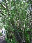 <b>Salix</b> irrorata, photo Russ