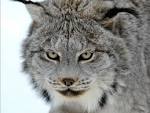 Lynx - A Message from one of our Spirit Animals