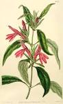 <b>Acanthaceae</b> Juss.