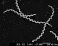 cause of <b>leptospirosis</b>.