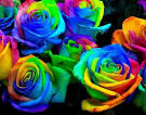 HowTo: Grow Psychadelic Roses « Gardening