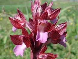 Image result for "Orchis decipiens"